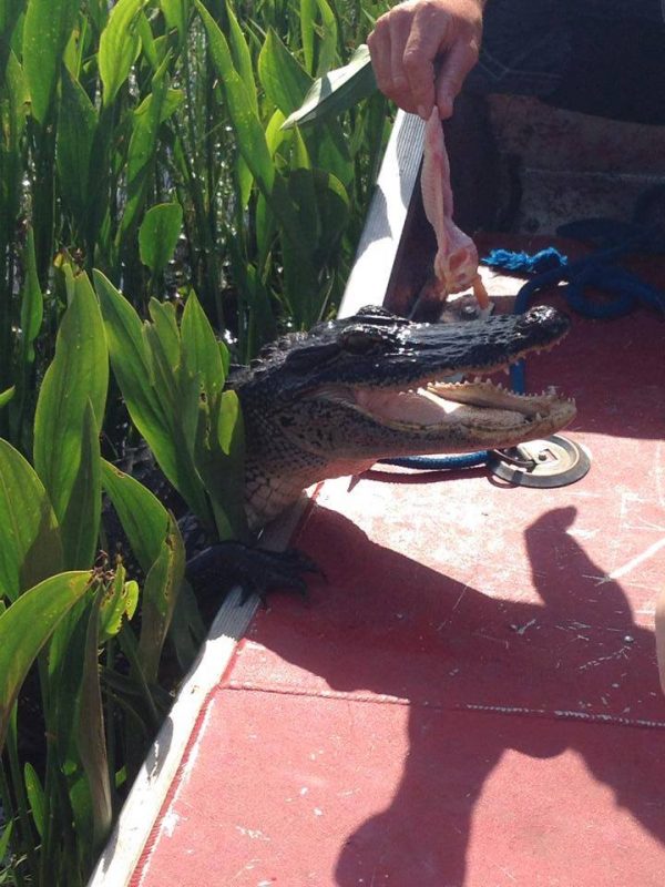 Alligator on boat