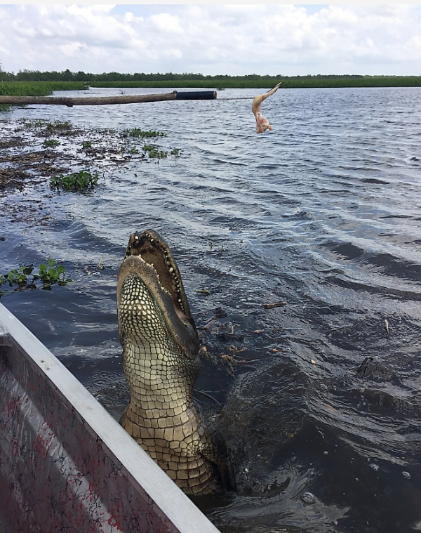 Gator Breaching the Water