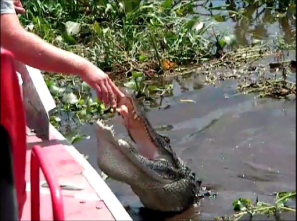 Petting an Alligator