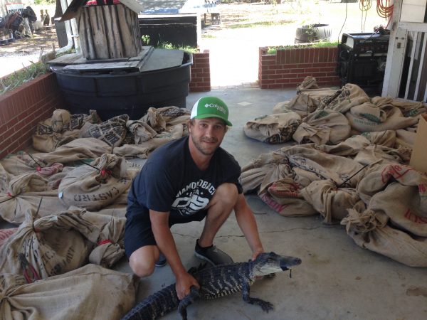 Rusty preparing alligators to be released into the wetlands.