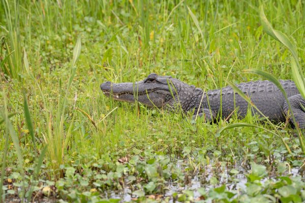 gator in the marsh