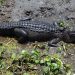 Alligator in the mud