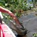 Petting an Alligator