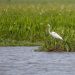 swamp bird on bayou