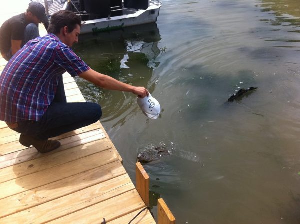 swimming gator