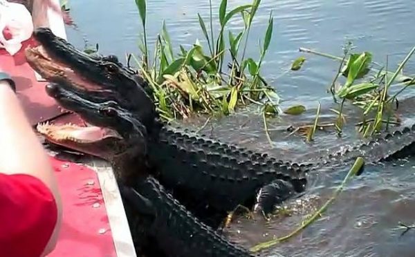 Couple of friendly gators