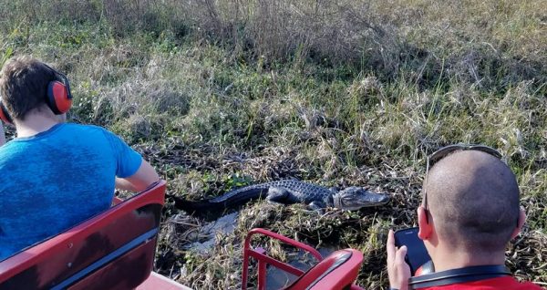 Alligator in the marsh