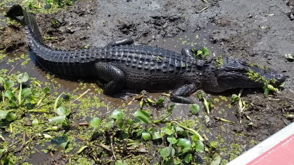 Alligator in the mud