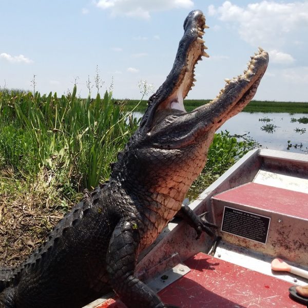 Gator posing on boat