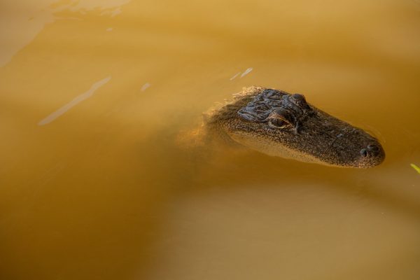 GATOR