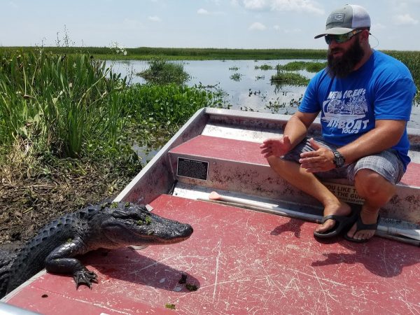 Curious gator