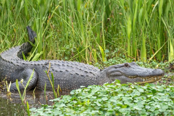 large gator