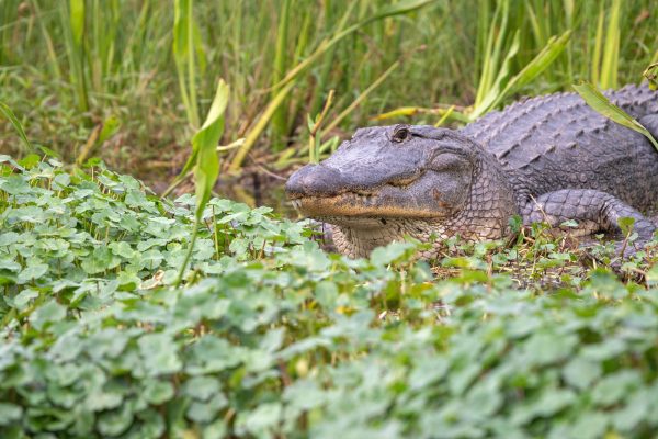 large alligator