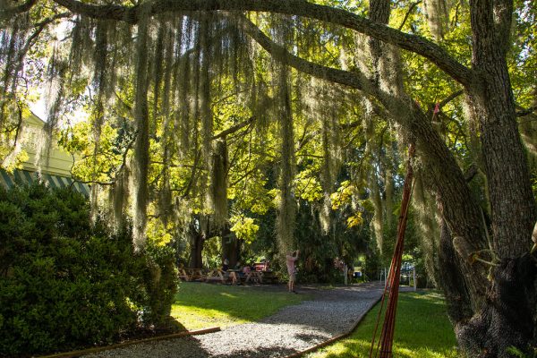 OUR BACKYARD BAYOU SCENERY