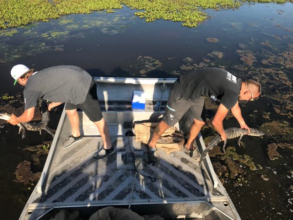 Releasing farm raised alligators into the wetlands.