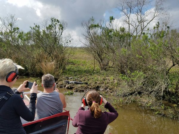 Gators on land