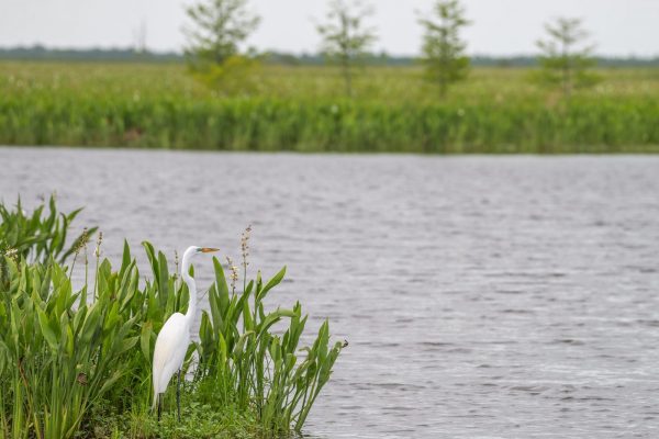 swamp bird on bayou