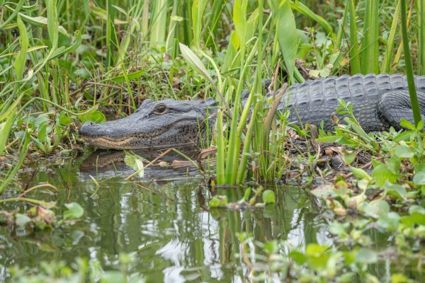 large gator