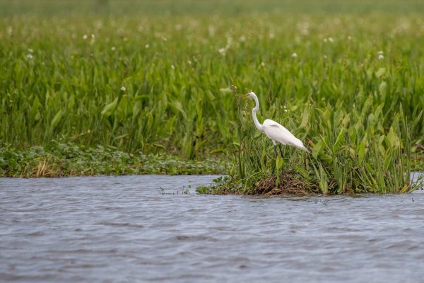 swamp bird on bayou