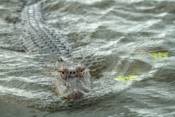 Swimming Alligator