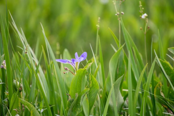 swamp flower