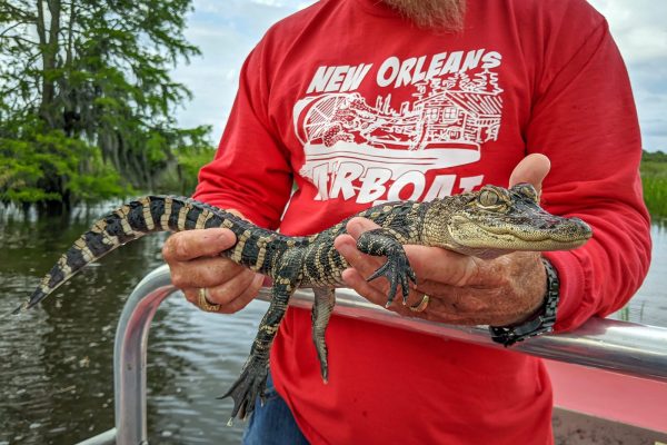 baby gator