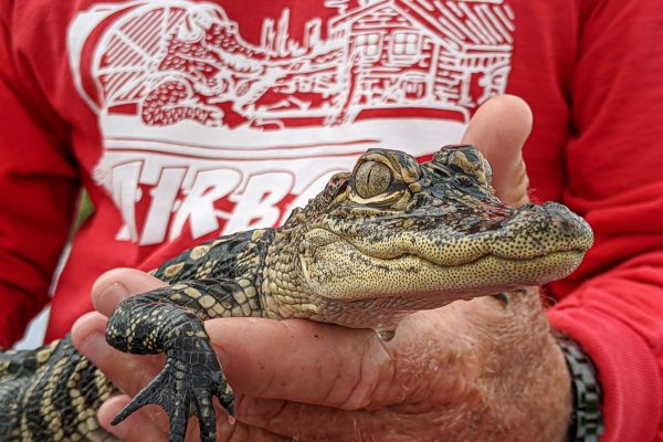 baby gator