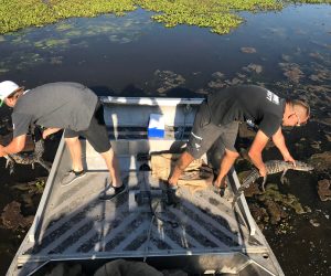 Releasing farm raised alligators into the wetlands.