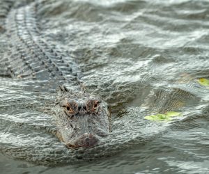 Swimming Alligator