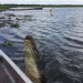 Gator Breaching the Water