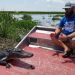 Curious gator