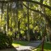 OUR BACKYARD BAYOU SCENERY