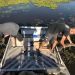 Releasing farm raised alligators into the wetlands.