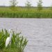 swamp bird on bayou