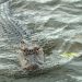 Swimming Alligator