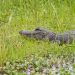 gator in the marsh