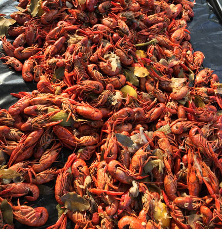 Crawfish Boil at New Orleans Airboat Tours